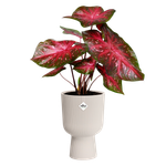 vibes fold coupe 14cm blanco lino